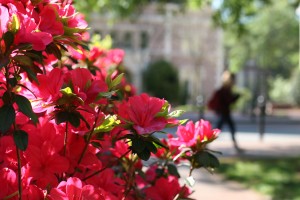 Image of flowers on the UNC Campus