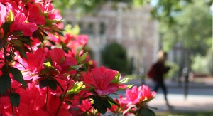Image of flowers on the UNC Campus with a student in the background