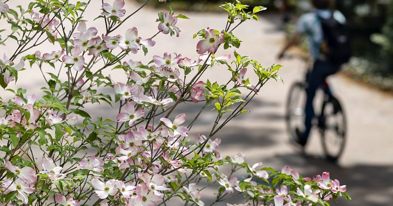 pink flowers blooming with a student biking in the background